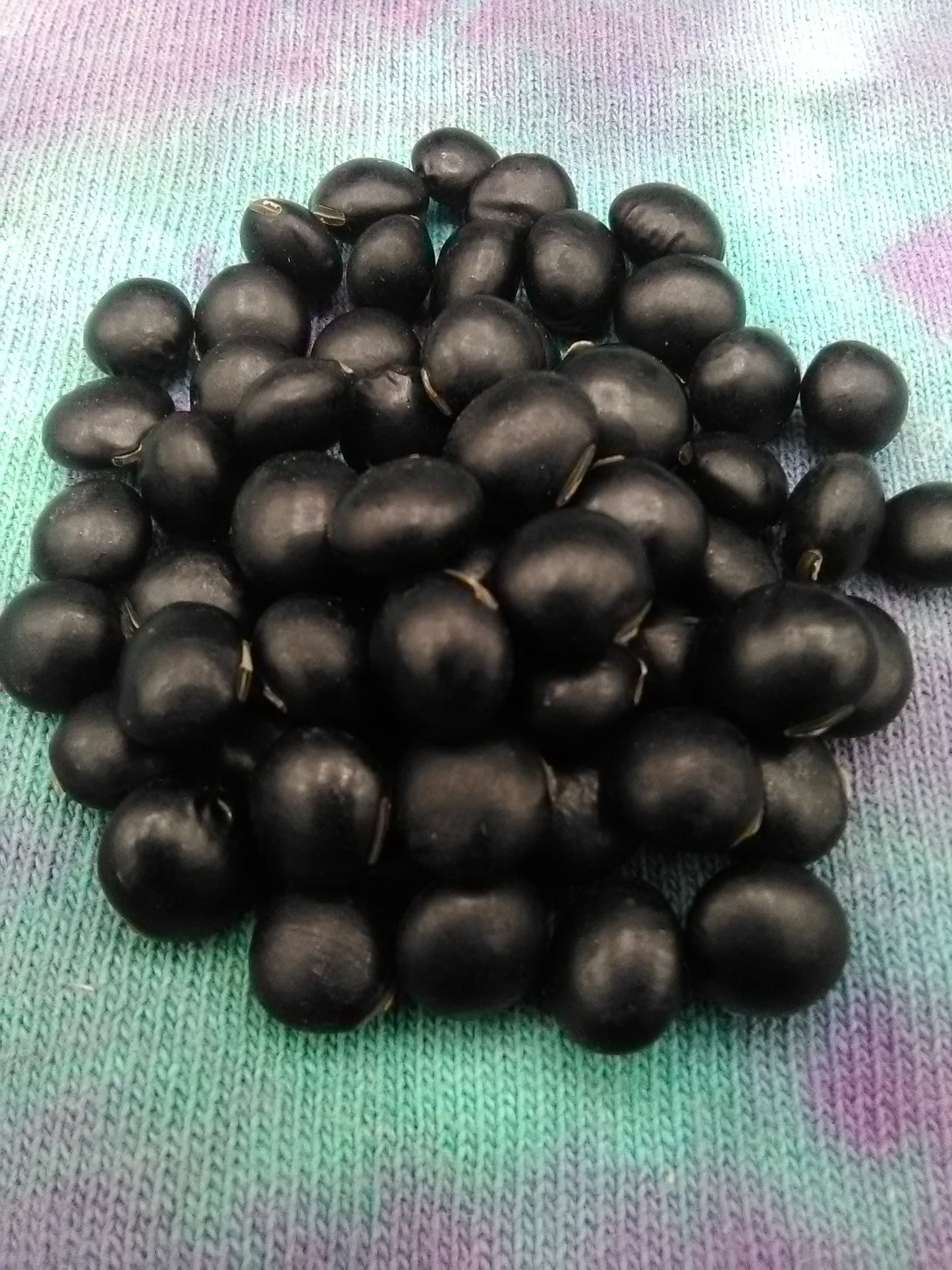 Wase Kuro Daizu Soybean
