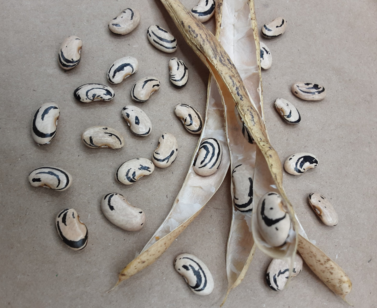Large semi-flat dry Lohrey Special beans just shelled from their flat dry pods