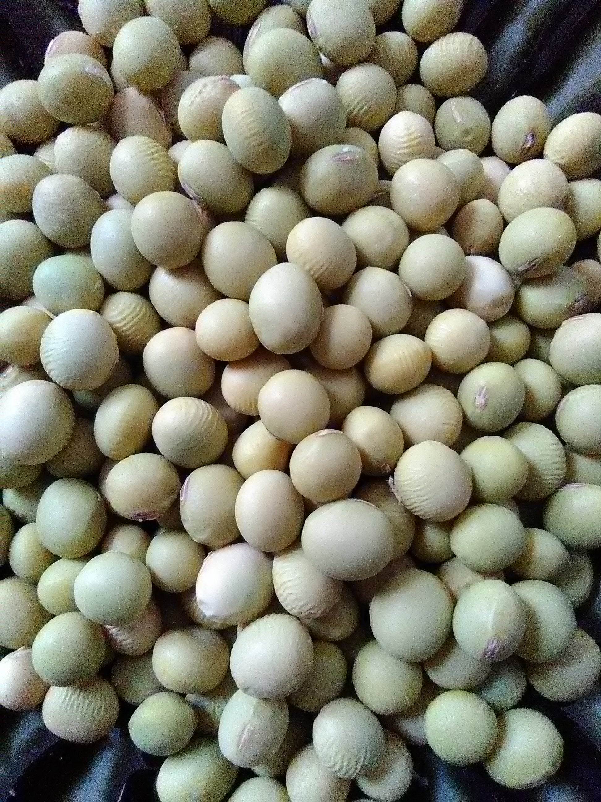 thumbnail image 2 of Edamame Bean, OP Heirloom (Glycine Max) Vegetable | Ubuy 2 of 13
