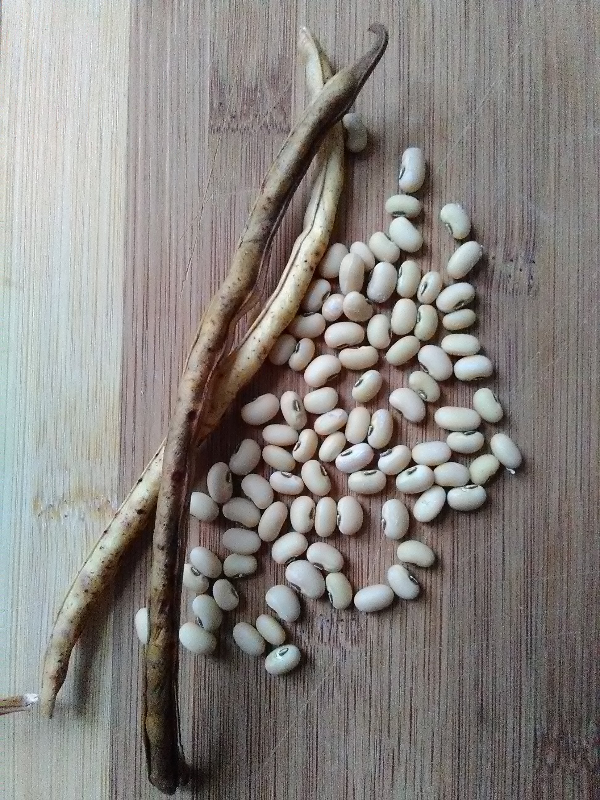 Fast Lady Northern Southern Pea Cowpea; V. unguiculata; OSSI-Pledged; Bush
