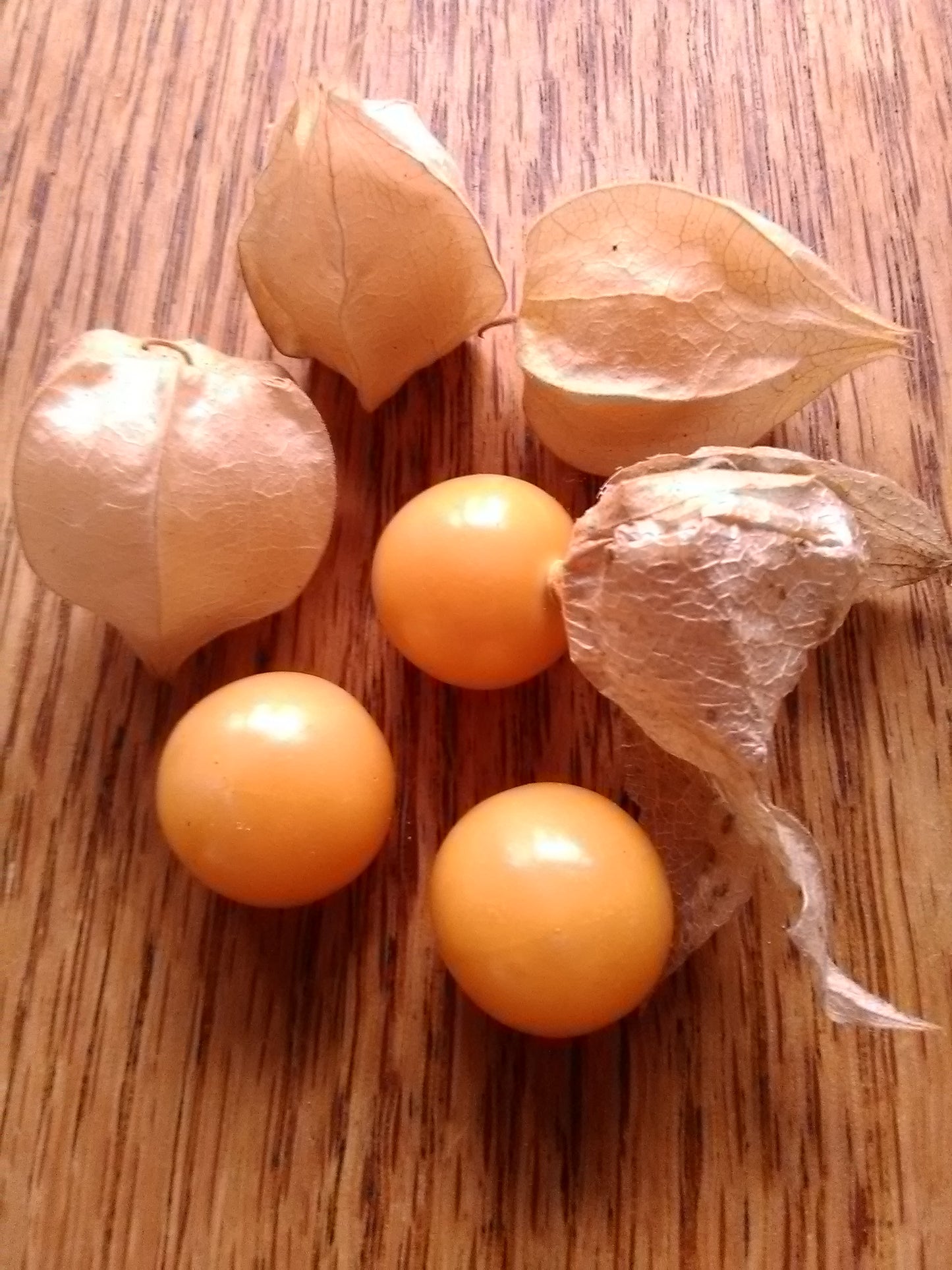 Aunt Molly's Ground Cherry