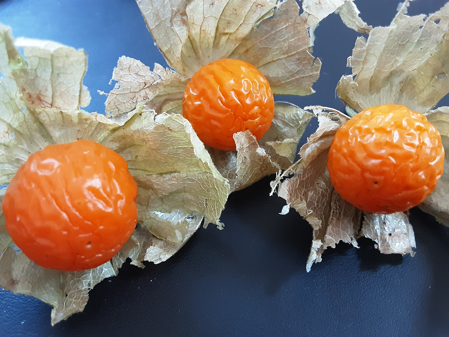 Three Madison Farmers' Market Thai Ground Cherries five months after their fall harvest; large plump golden orange berries stored in their husks are just starting to wrinkle.