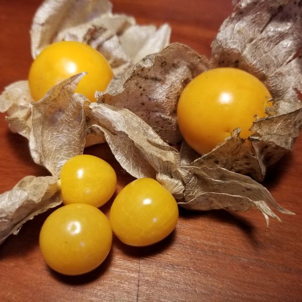 Two large, plump, golden Madison Farmers Market variety ground cherry berries with their papery brown husks with three "standard" ground cherries for comparison.