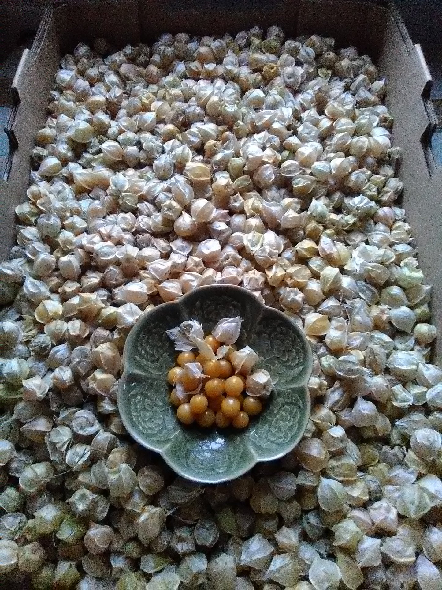 Goldie Ground Cherry; P. pruinosa; Husk Cherry; Plump; Burst of flavor;