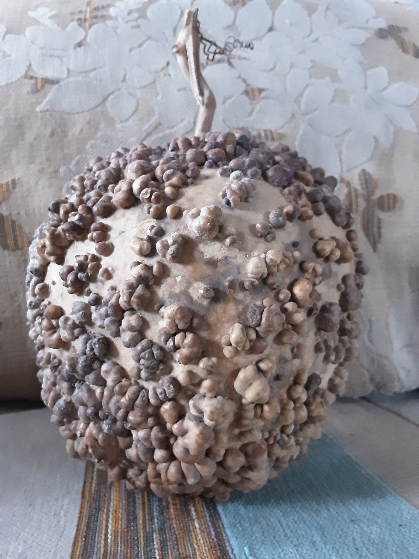 Distinctively warty, a volleyball-sized dry Bule Gourd
