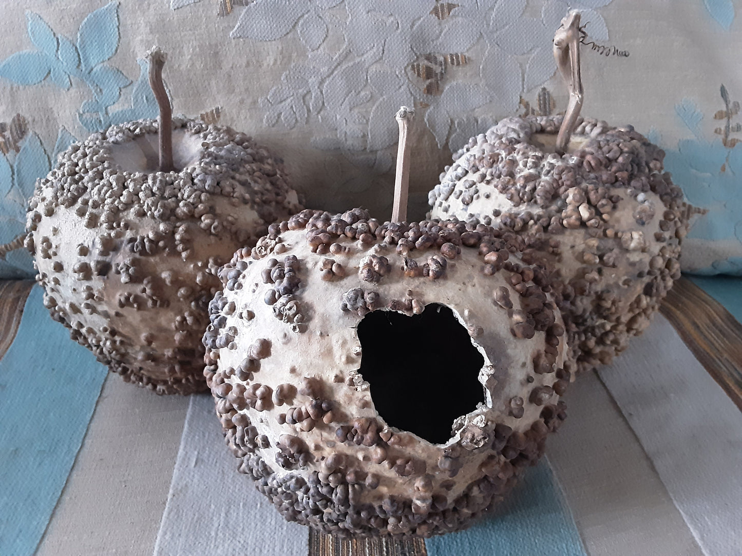 Three wonderfully warty, dried Bule Gourds - one intended as a natural birdhouse with its hole cut into its side