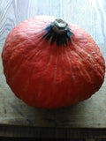A Lakota Squash fruit - delicious in savory or sweet dishes
