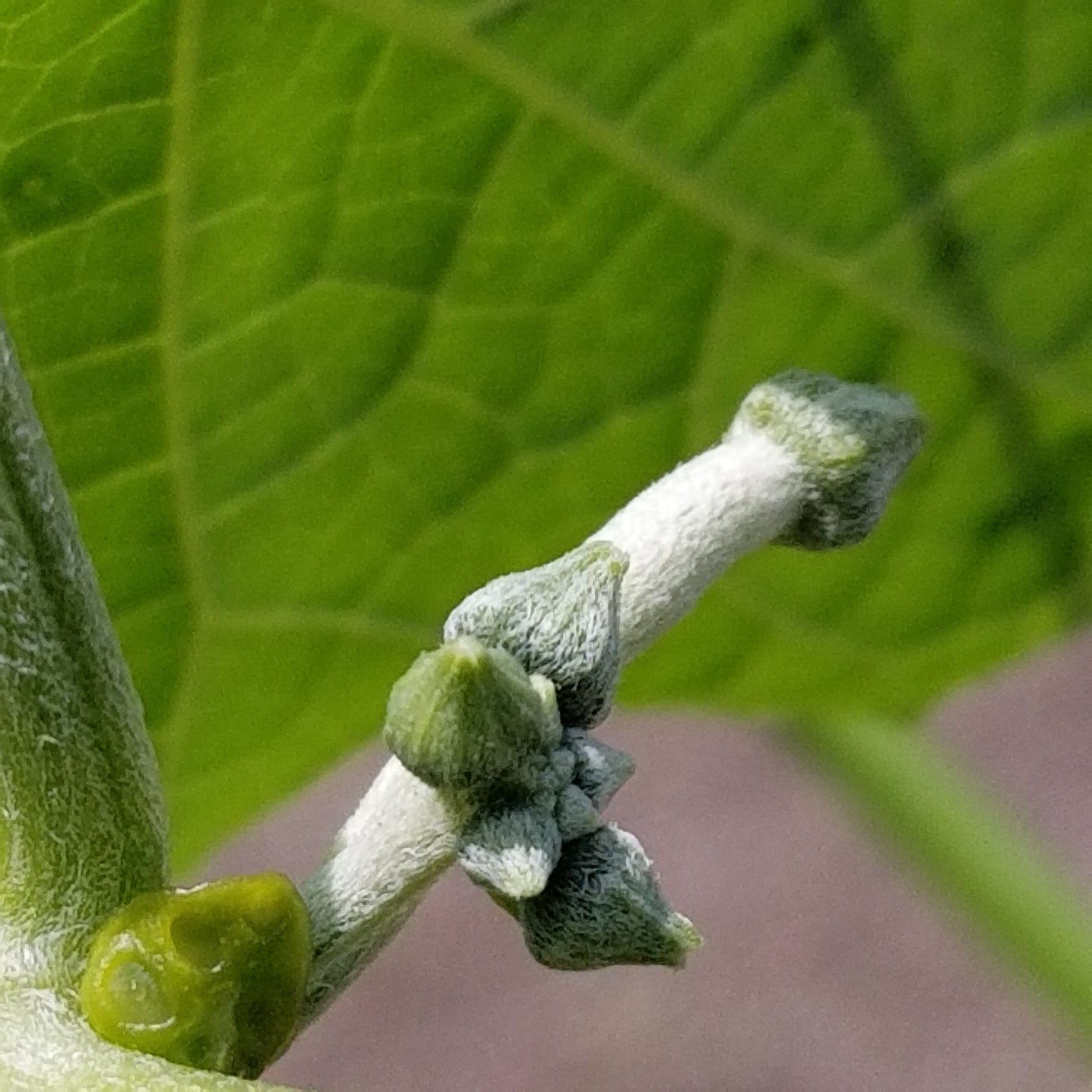 Botany Bizarre - an extrafloral nectary at the base of a luffa gourd peduncle