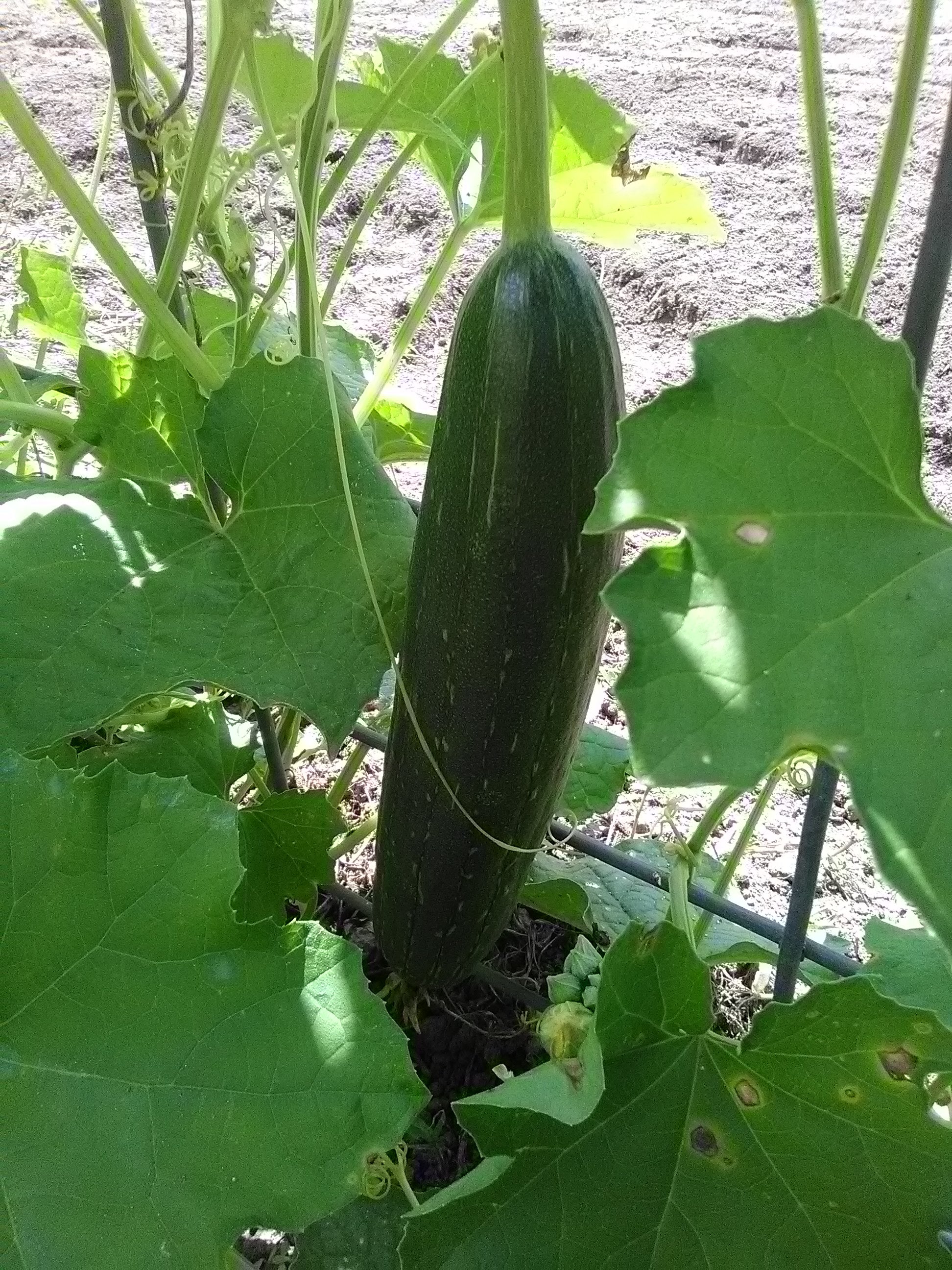A large luffa gourd maturing on the vine - think of the sponges this beauty will yield!