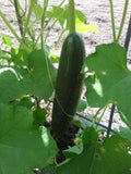 A large luffa gourd maturing on the vine - think of the sponges this beauty will yield!