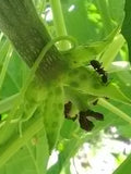 An ant on the extrafloral nectary of a luffa gourd plant