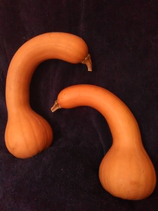 Canada Crookneck Squash