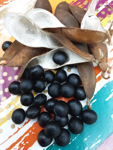 Glossy black Shichigatsu Mame Soybean seeds with their dark brown dry pods
