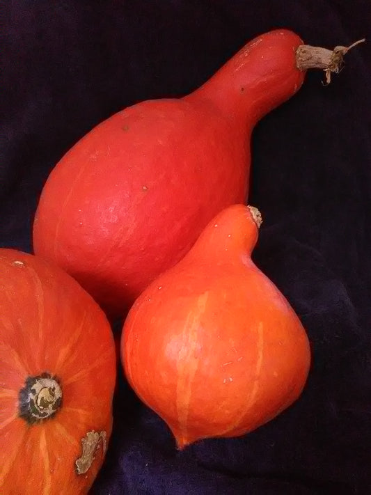 Three Buffalo Creek hubbard squashes cured for winter storage, ready for enjoyment.