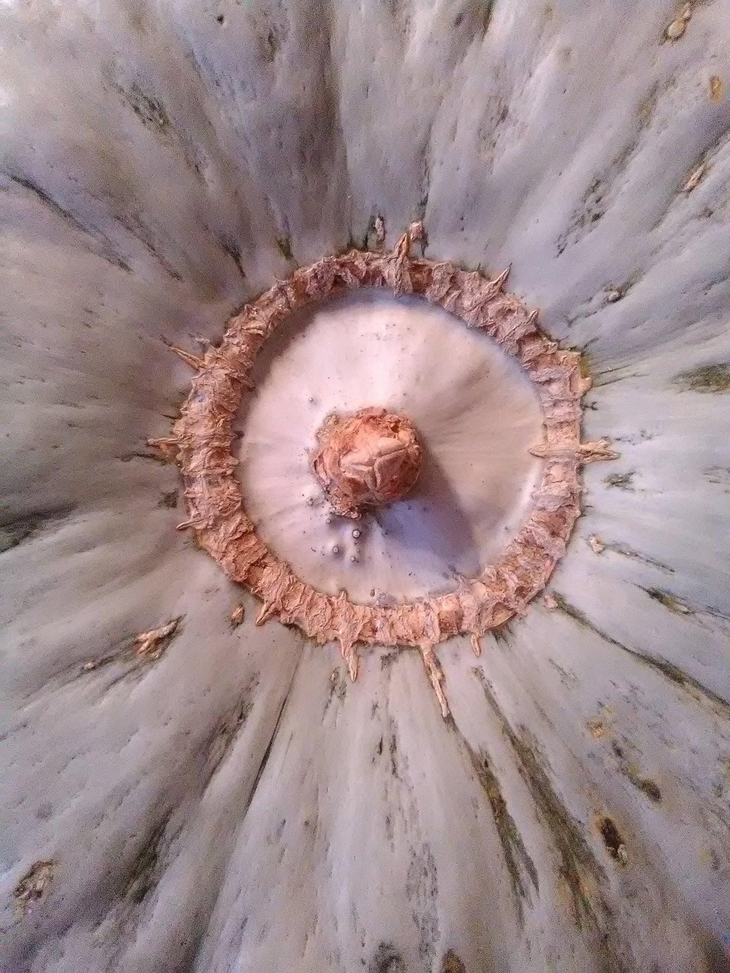 Stella Blue Squash