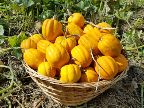 A basket overflowing with Gill's Golden Pippin mini-acorn winter squashes cured and ready for the pantry to provide yummy goodness on a blustery winter's day.