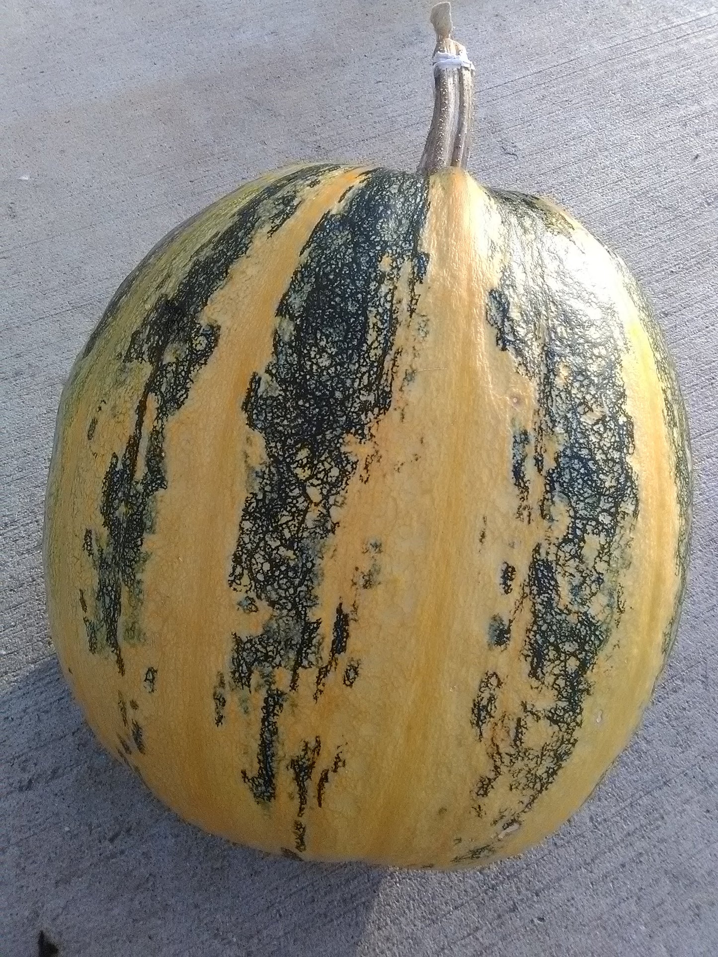 Styrian Pumpkin