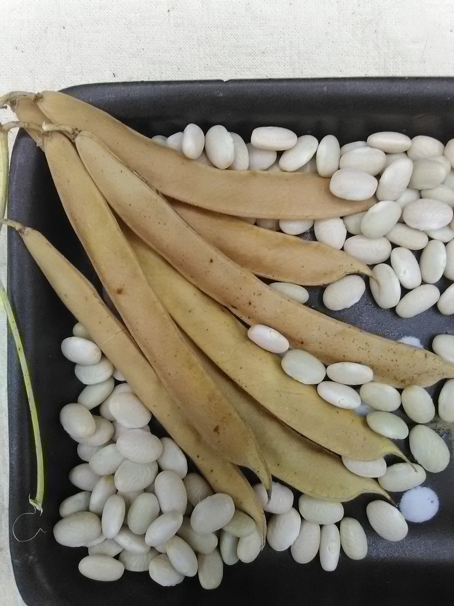 Kickapoo White Tepary Bean