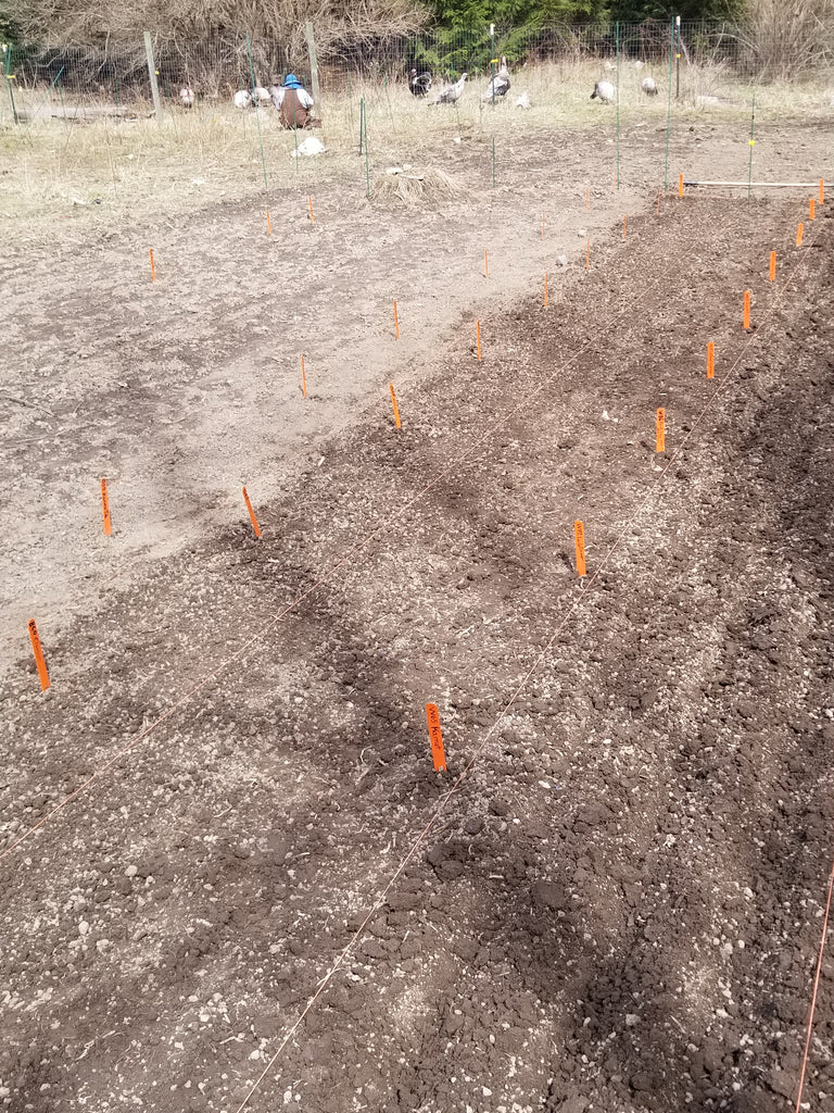 Planting of spring grains