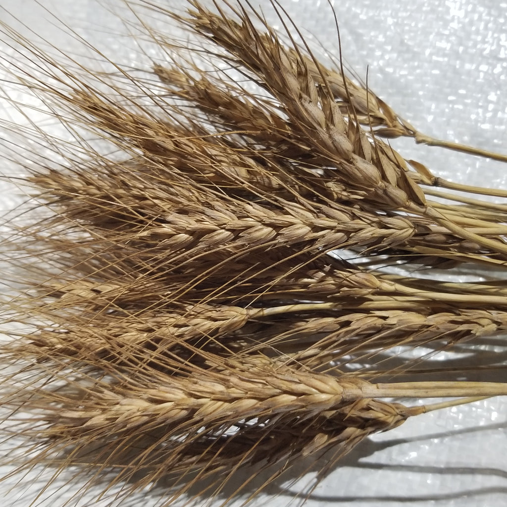 Progression of grain harvest: wheat & barley (2019)