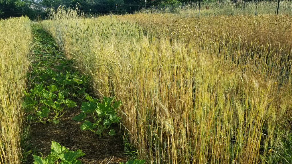 Progression of grain harvest: wheat & barley (2020)