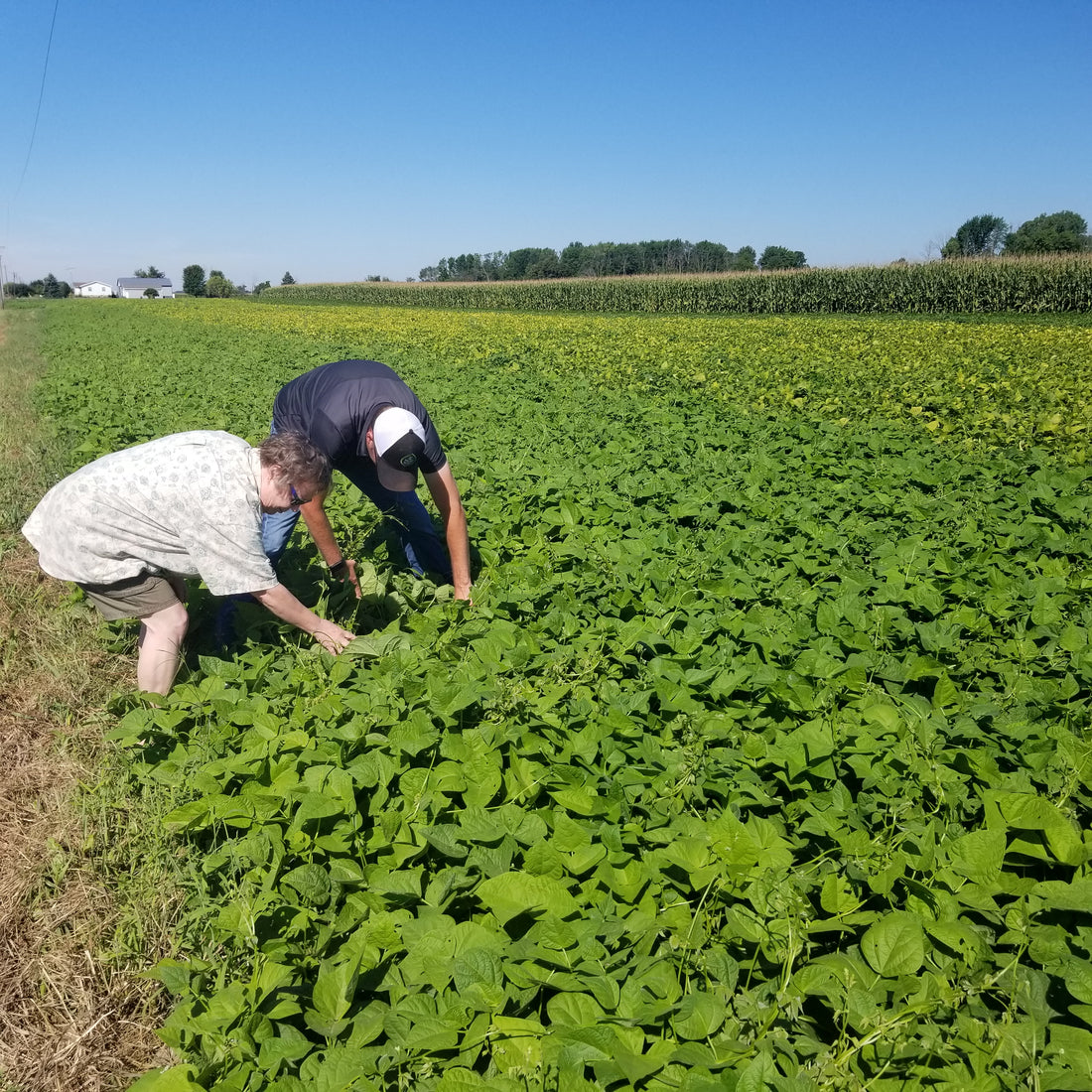 Wow! A Field of Dreams- A Field of Beans!