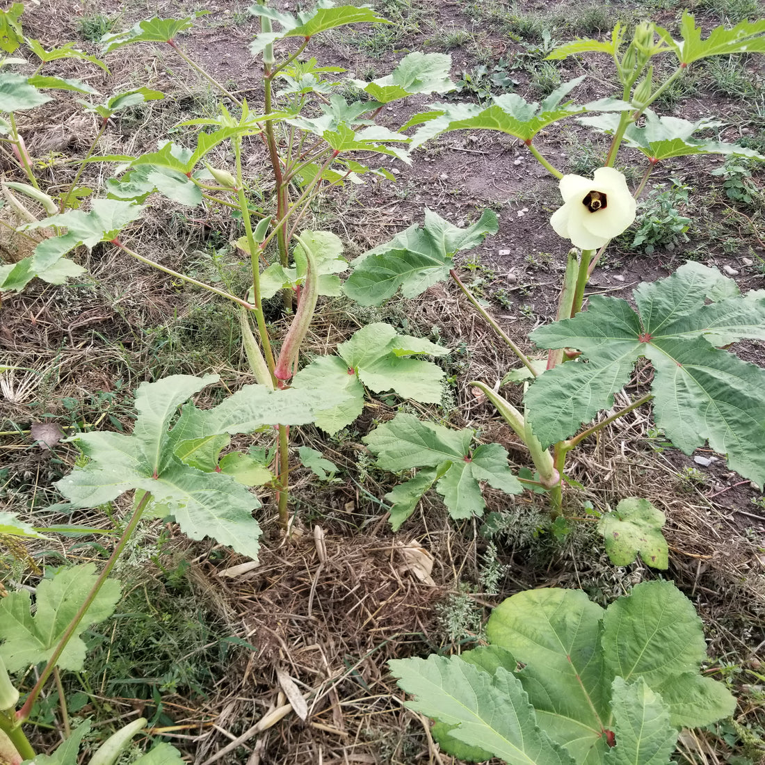 White Velvet Okra Plants in Northern Garden