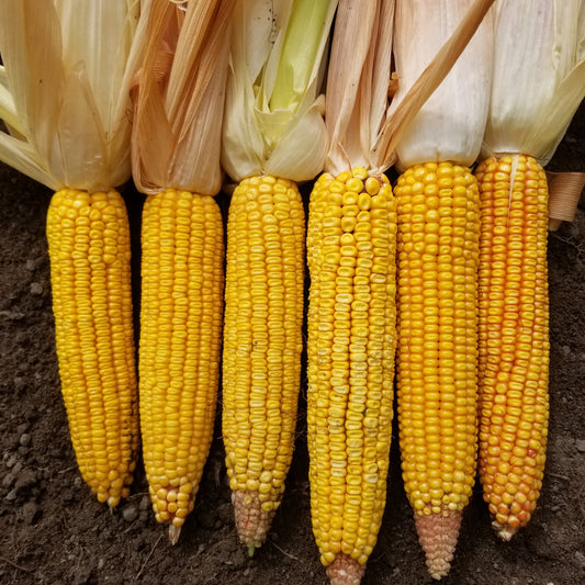 Ears of Minnesota 13 Corn