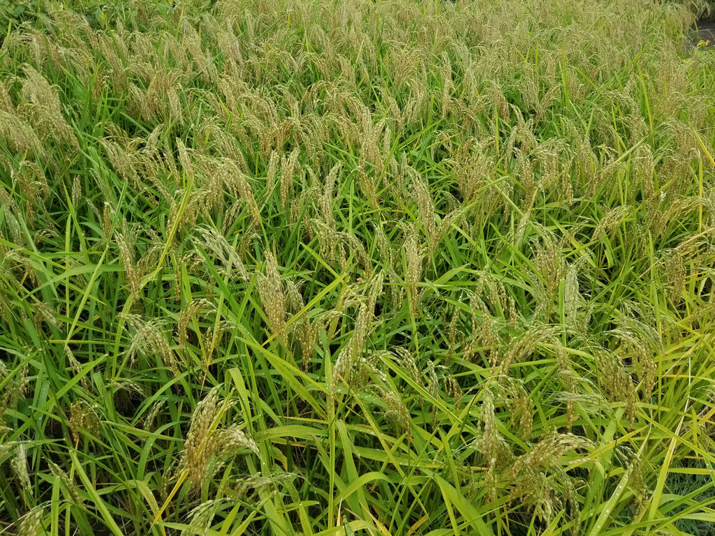 Progression of the upland rice harvest (2020)