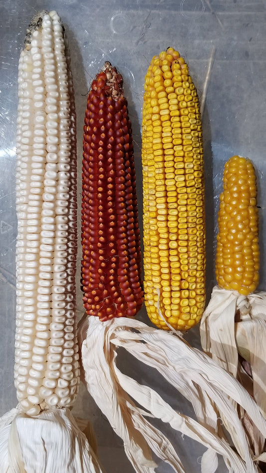Growing Corn on our Michigan Homestead