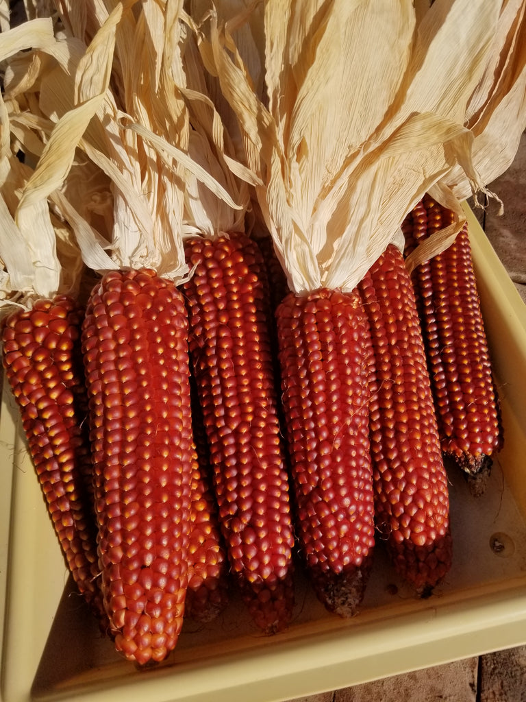 Refining our Floriani Red Flint Corn