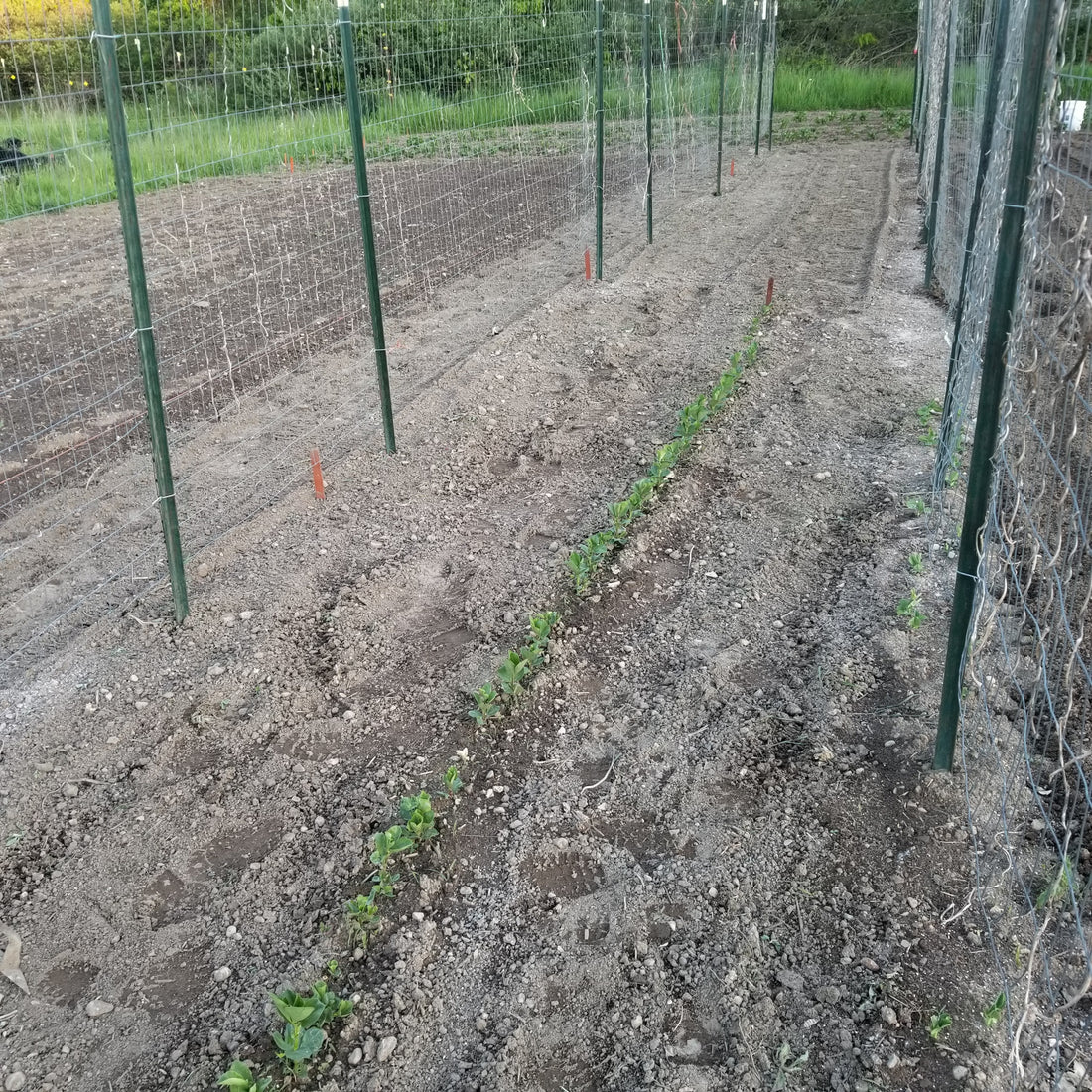 Trellis Construction--In Anticipation of Plants to Come