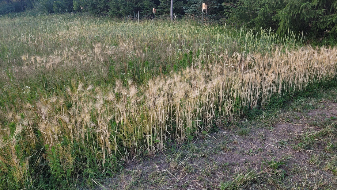 Progression of Grain Harvest