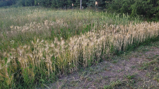 Progression of Grain Harvest