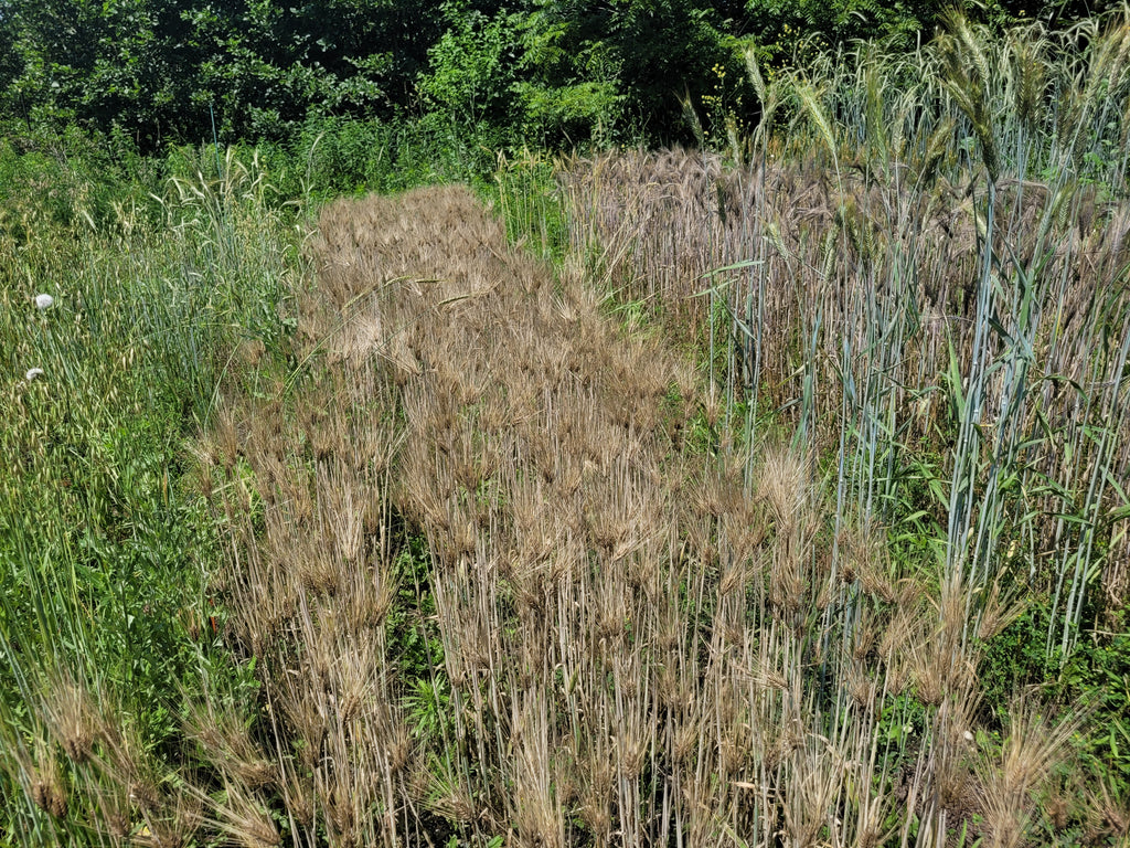 Progression of grain harvest: wheat, barley, rye, oats, triticale (2023)