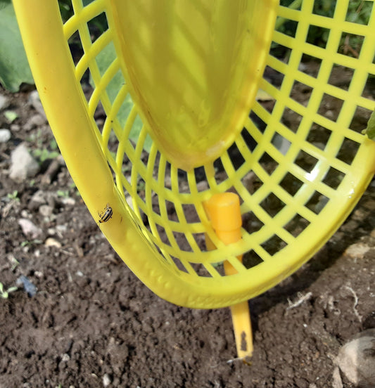 Tired of Cucumber Beetles? So am I!