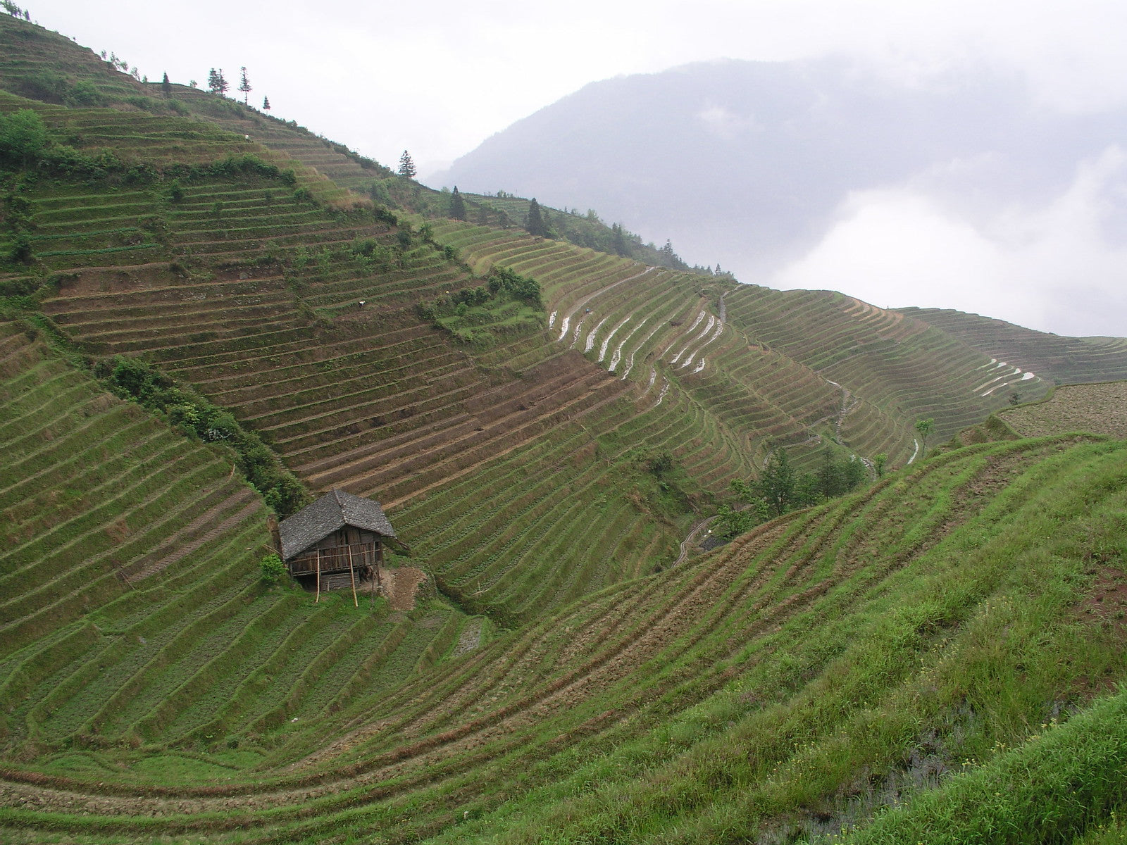 Lowland Paddy Rice – Great Lakes Staple Seeds