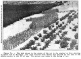 Figure 1 of AES Special Bulletin No. 5 depicting the first planting of Rosen rye in Michigan in the fall of 1909