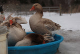 a small pool provides winter splash fun for our geese