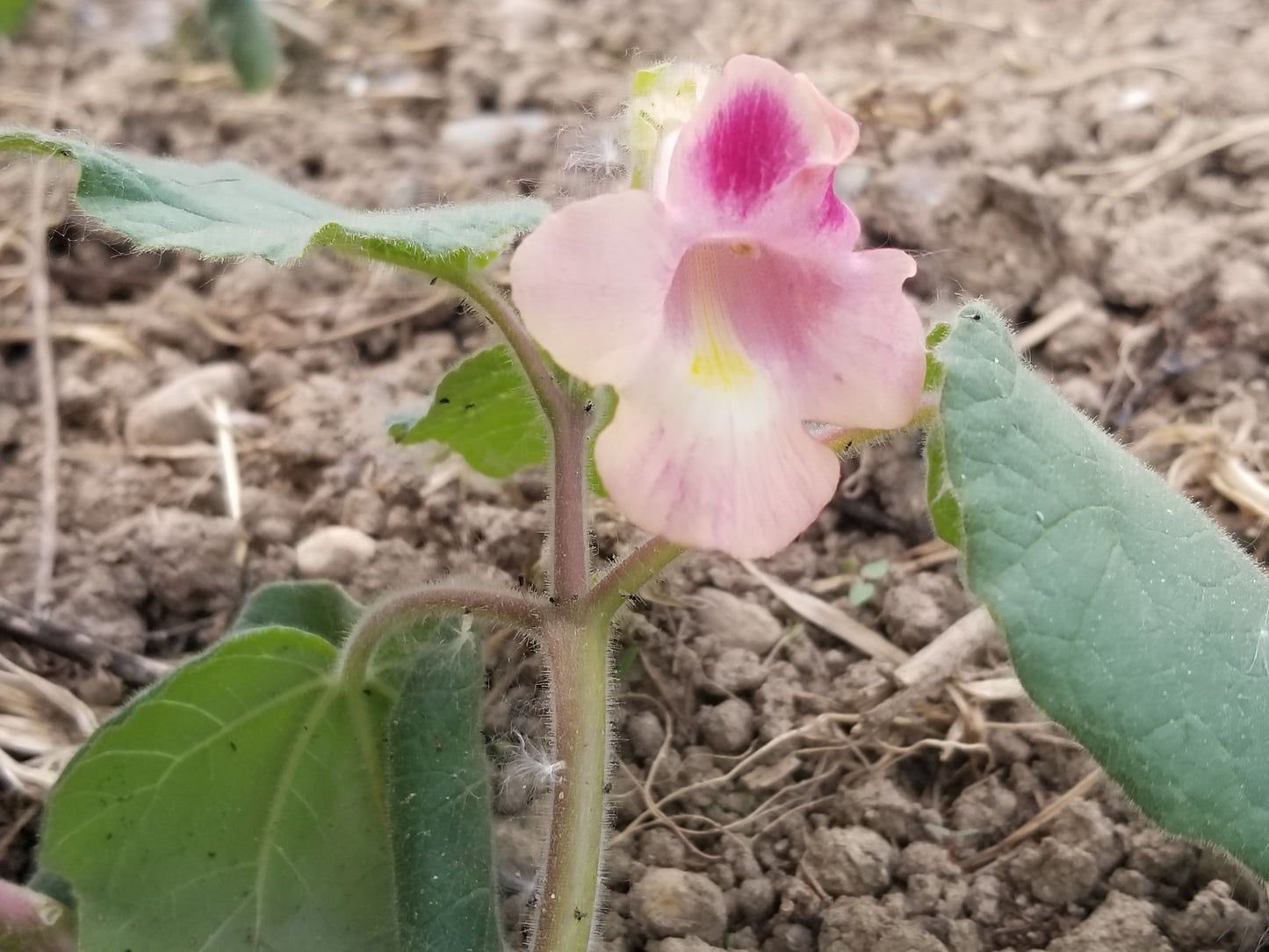 Devil's Claw blooming