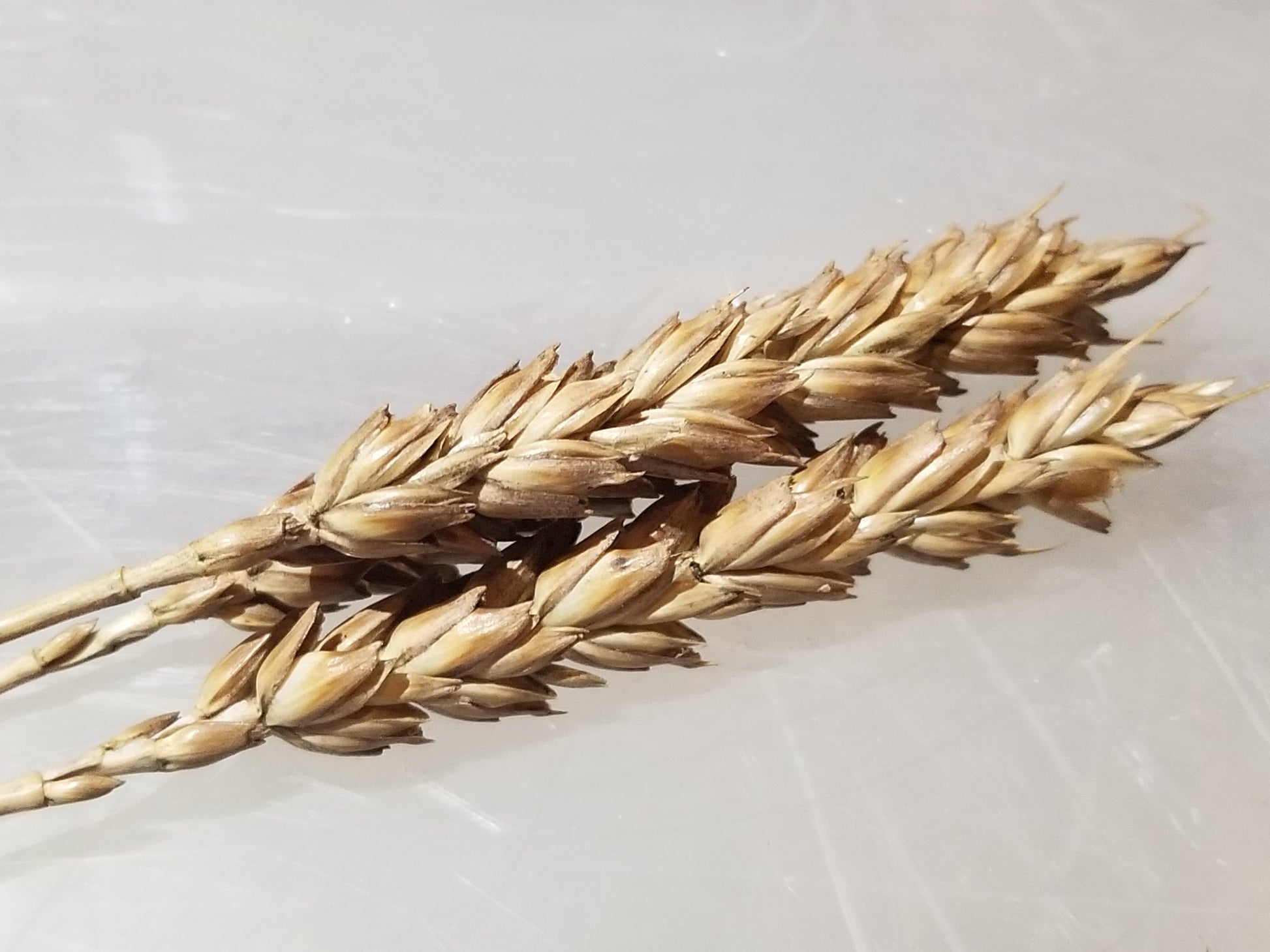Akmolinka Wheat (heads of)