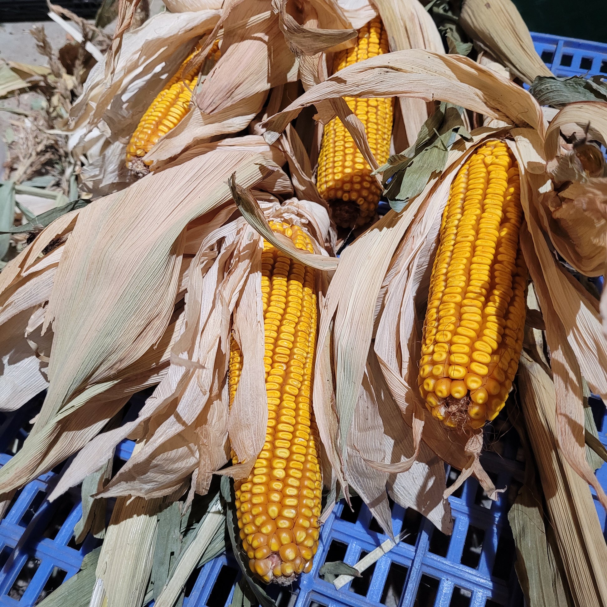 Polar Dent Corn