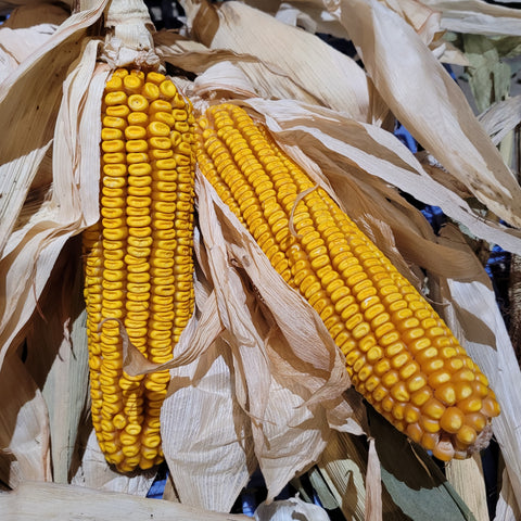 Polar Dent corn was developed 100 years ago in Michigan to be frost tolerant