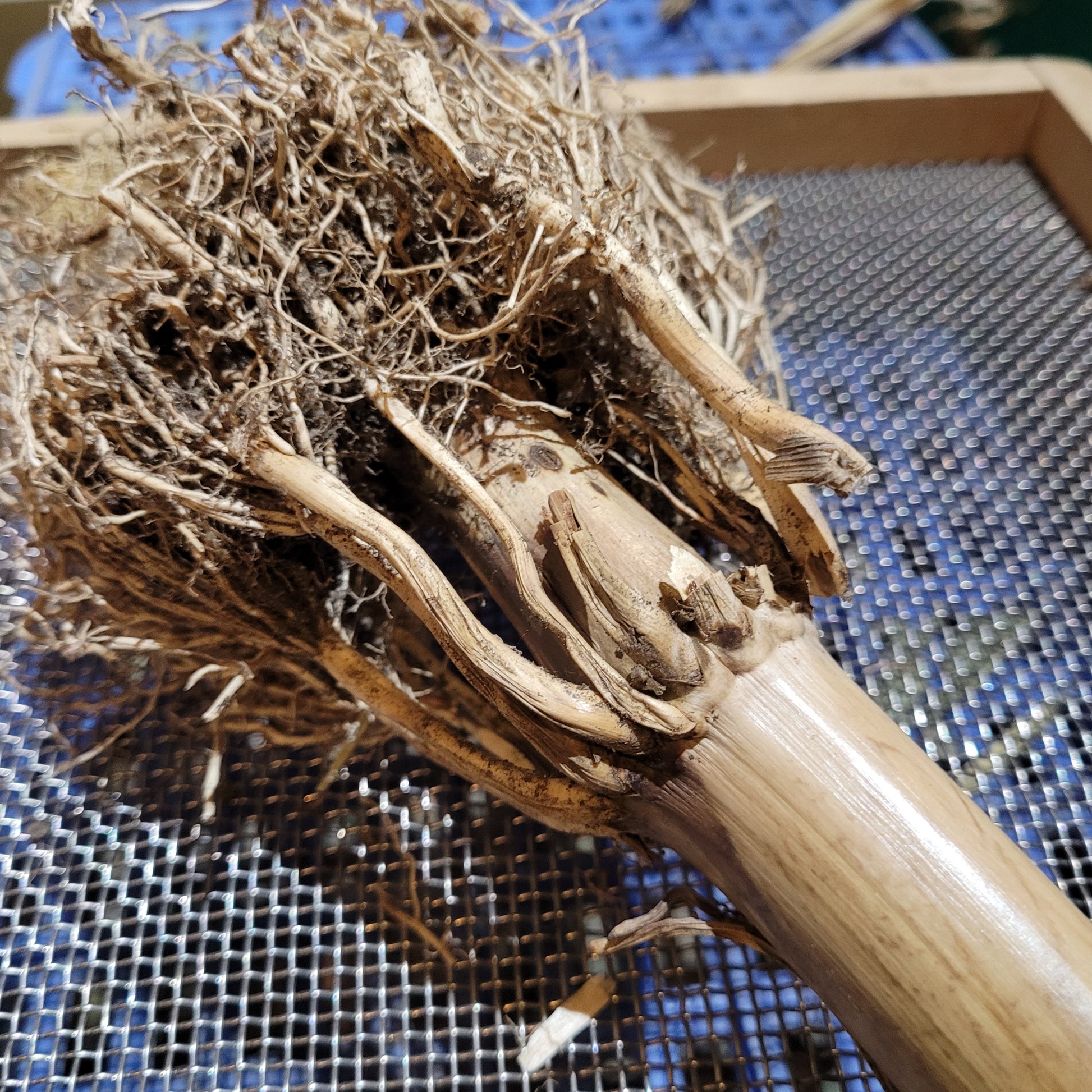 robust roots on our Polar Dent Corn