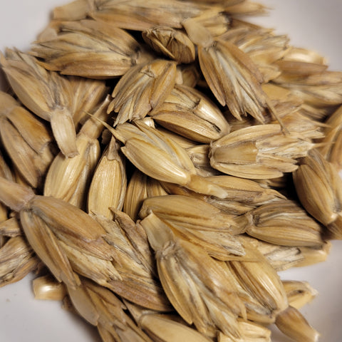 seeds of Altgold Spelt