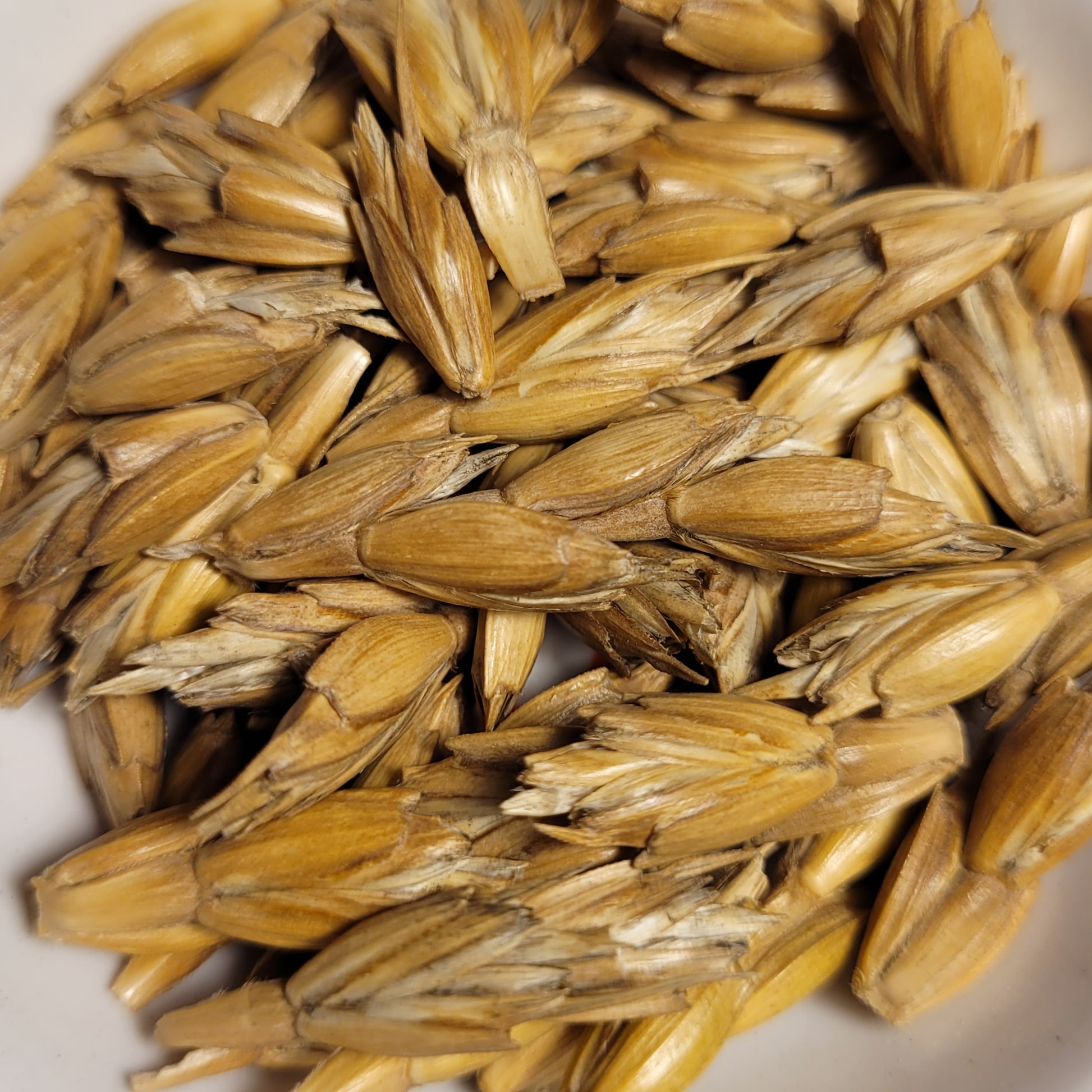 spelt seed for planting Muri Rotkorn Spelt