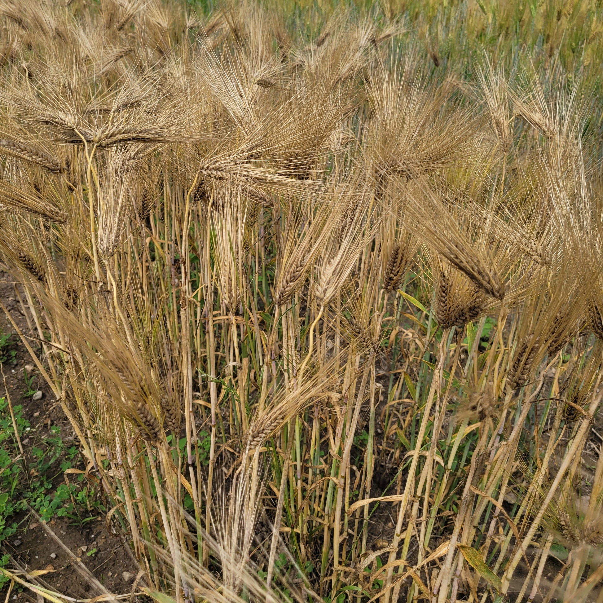Pike Barley