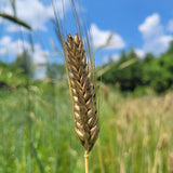 Catskill Barley