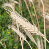 Makha Wheat Blend