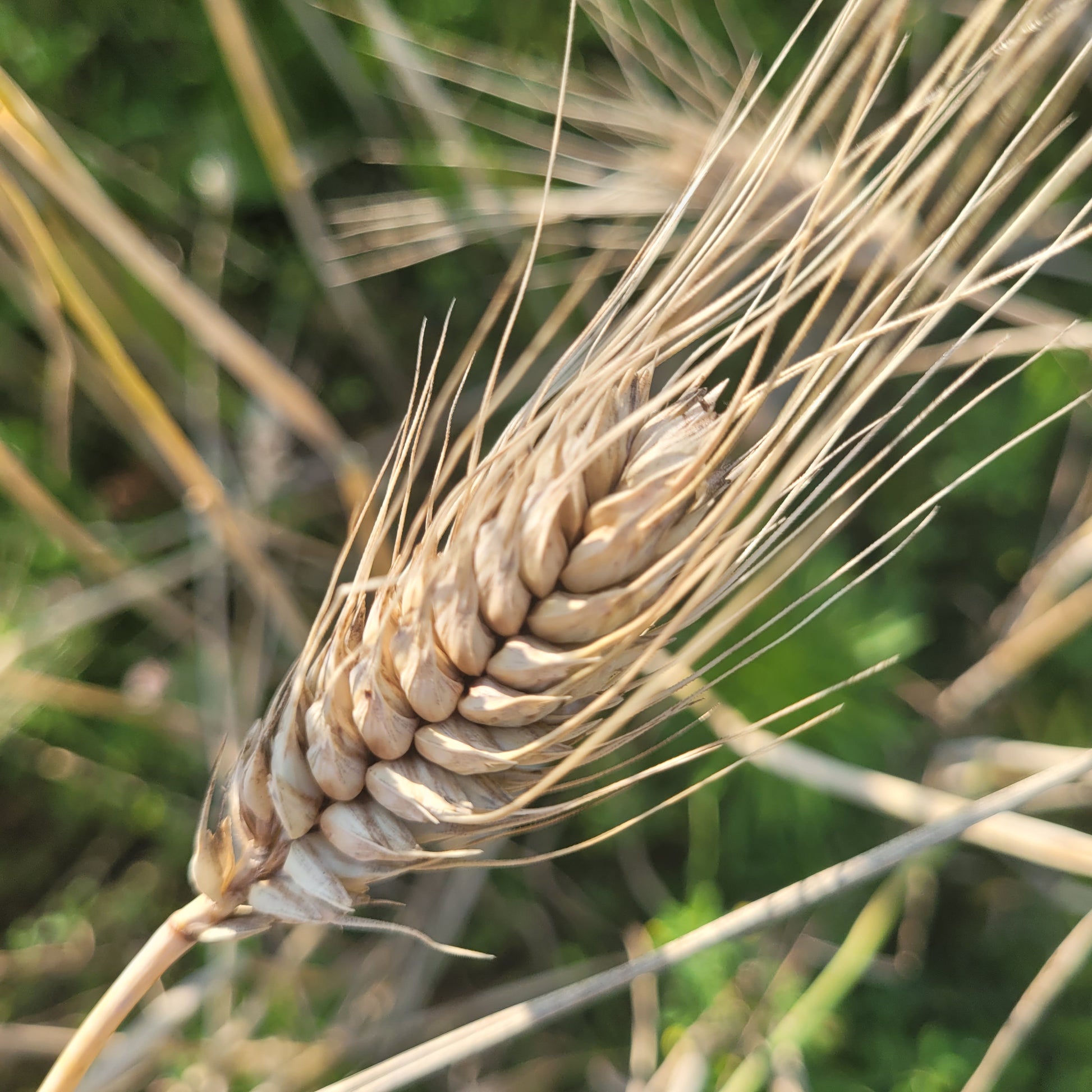 Salzmunder Bartweizen Triticale